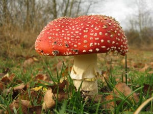 orange-mushroom-grass-woods-image