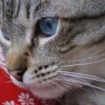 cat-face-sweet-blue-eyes-image