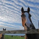 horse-clouds-sky-fence-image