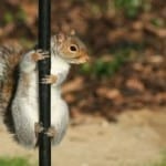 squirrel-on-pole-image