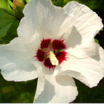 beautiful-white-exotic-flower-image
