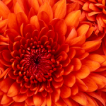 full-screen-orange-flower-image