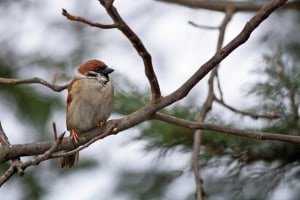 winter-sparrow-image