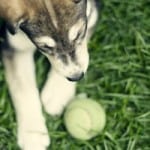 puppy-with-tennis-ball-image