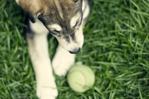 puppy-with-tennis-ball-image