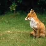 english-fox-cub-image