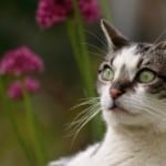 pretty-green-eyed-cat-flowers-image