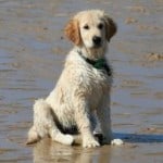 dog-on-beach-image