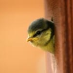 bird-pops-out-birdhouse-image