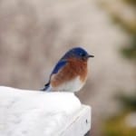 winter-blue-bird-snowy-image
