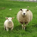 mom-and-baby-sheep-image