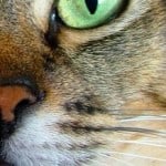 very-close-up-green-cat-eye-image