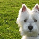 white-scottie-image