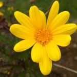 yellow-daisy-like-flower-image