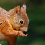 squirrel-snack-image