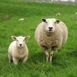 mama-and-baby-sheep-in-field-image