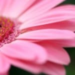 lovely-pink-petal-flower-image