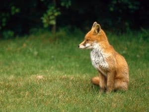 grass-english-fox-cub-image