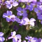 lovely-purple-violets-image