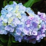 lovely-purple-bunch-of-flowers-image