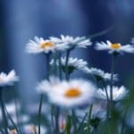 field-of-daisies-on-blue-image