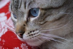gray-cat-red-bandana-image