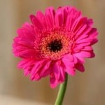single_beautiful_pink_gerbra_flower_image