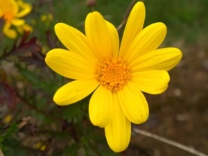 bright-yellow-petals-image