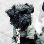 cute-ugly-little-cairn-terrier-image
