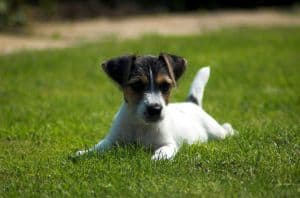 spread-out-on-grass-puppy-image