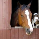 horse-cat-barn-image