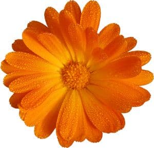 bright-orange-flower-petals-image