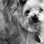 black-white-close-up-Yorkie-pup-image