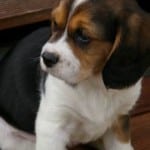 brown-black-beagle-sad-image