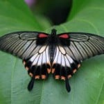 butterfly-wings-spread-leaf-image