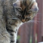 farm-cat-looking-down-image