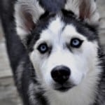 sweet-husky-puppy-face-image