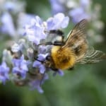 bee-on-flower-image