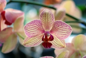lovely-mauve-creme-orchid-image