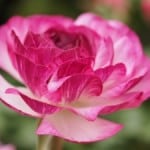 hot-pink-flower-image