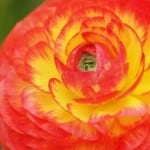 beautiful-orange-yellow-flower-image