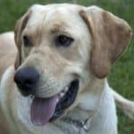 sandy-lab-dog-image