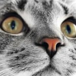 cat-nose-eyes-closeup-image
