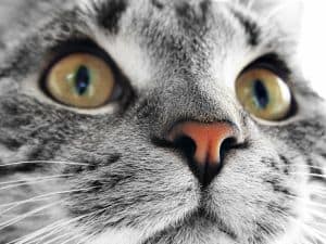 cat-nose-eyes-closeup-image