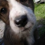 cute-doggie-nose-image