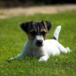 puppy-sprawled-on-grass-image