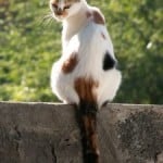 cute-tortie-cat-on-fence-image