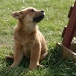 adorable-shepherd-pup-image