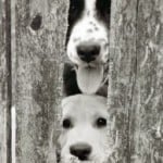 two-dogs-peeking-image