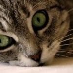 cat-big-green-eyes-grey-image